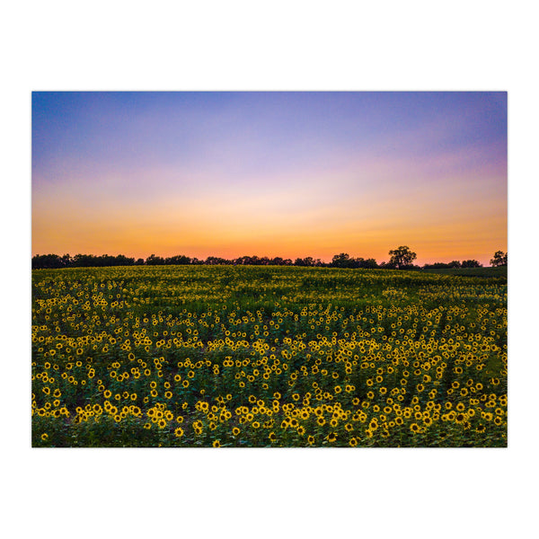 Drone Lawrence Sonnenblumen-Sonnenaufgang-Fotodruck